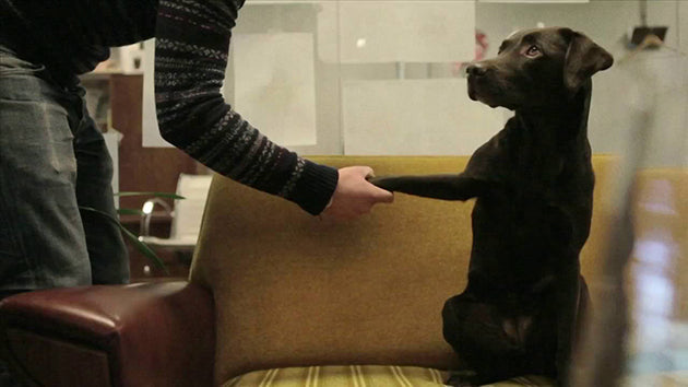 This Labrador Retriever Is The World's First Intern Dog!