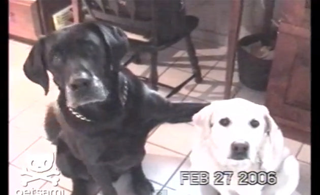 Funny Labrador Introduces His Girlfriend To His Parents!