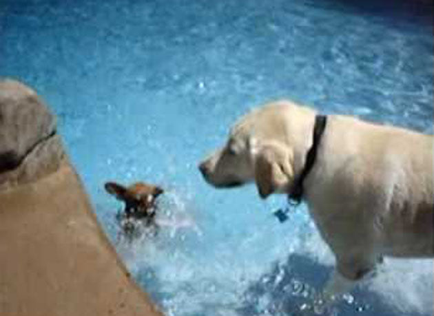 Labrador Stands Guard Over Swimming Chihuahua!