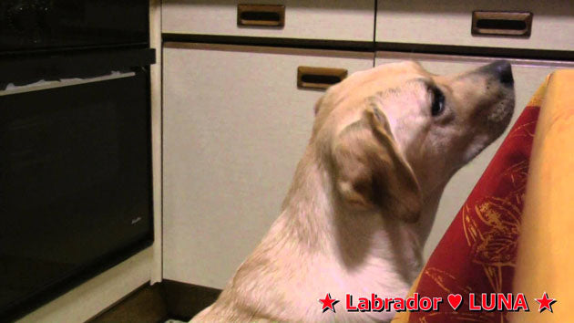 Sweet Labrador Begging For Food!