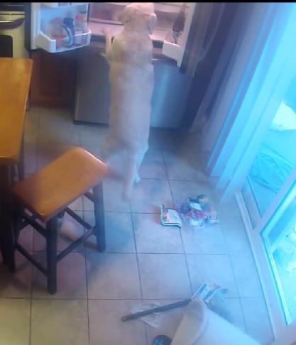 Labrador Left Home Alone Is Doing The Most Amazing And Unexpected Thing Ever!