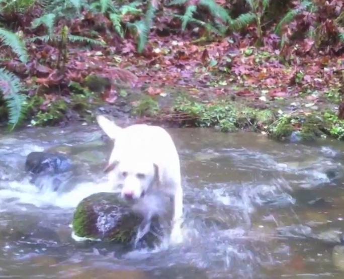 Video: Labrador Teaches His Terrier Friend How To Cross A Stream!