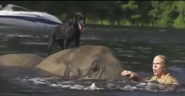 Must Watch! Labrador Is Having Awesome Fun In The Water With An Elephant!