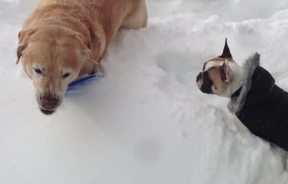 Labrador Helping His Little Friend Retrieve A Toy In The Snow Is Just Remarkable!