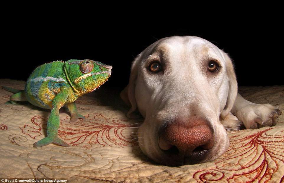 Labrador Retriever And A Chameleon Are Best Friends!