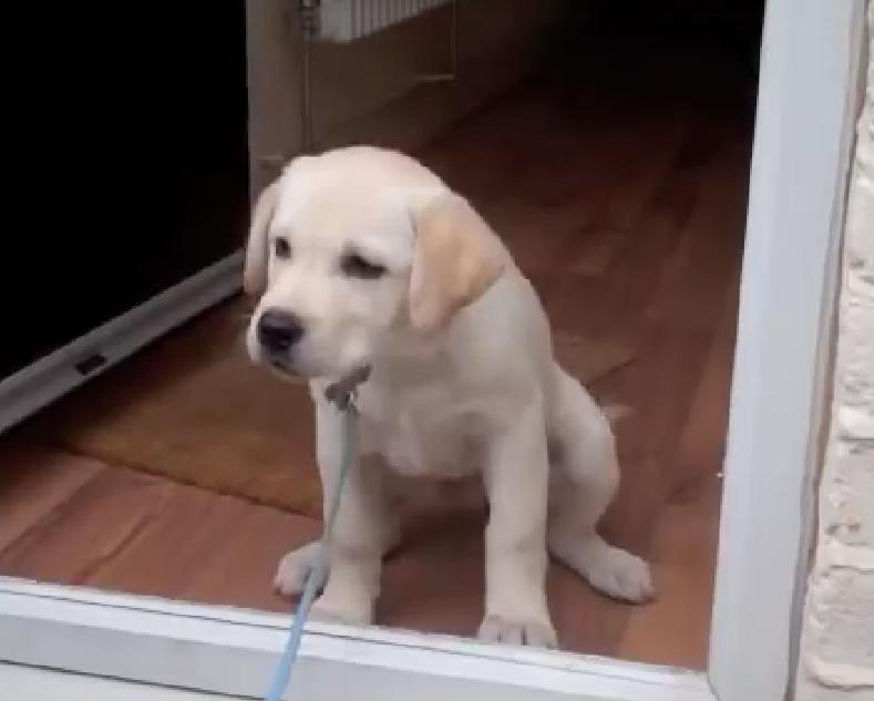 First Steps Are Always The Hardest. This Labrador Puppy Is Scared To Cross The Door Threshold For His First Walk And He's Adorable!!