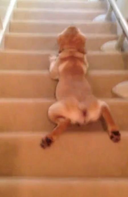 Labrador puppy Is Having A Hard Time Going Down The Stairs!