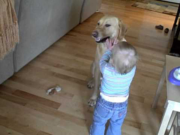 Video: Labrador Teaches Toddler To Jump!