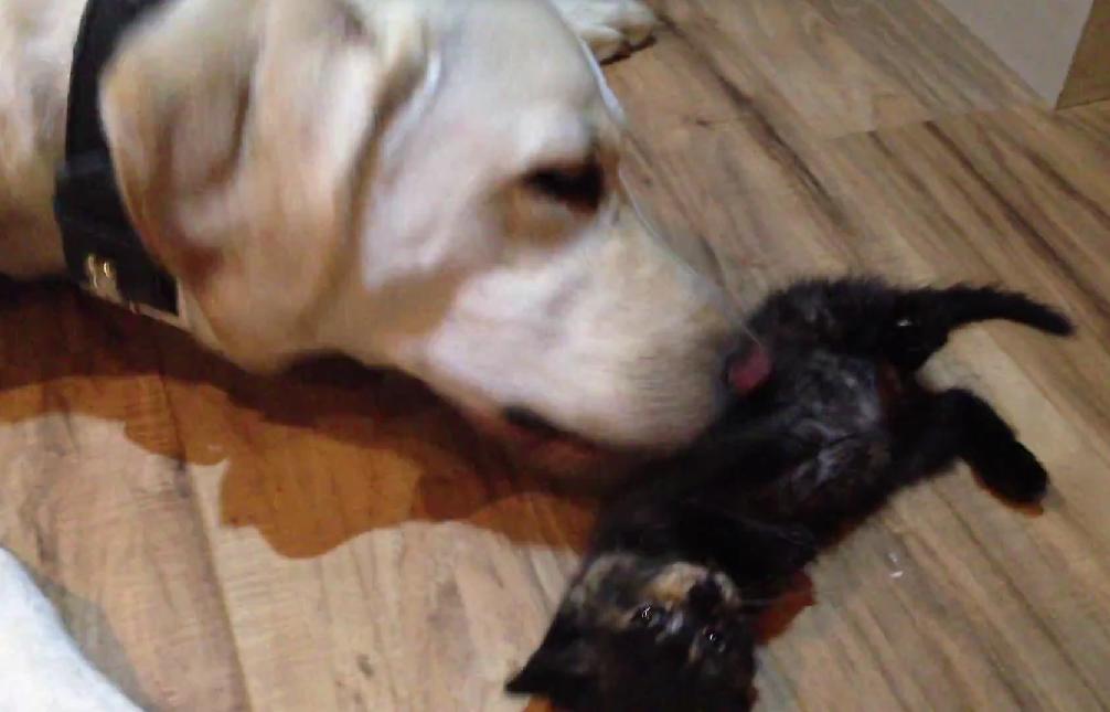 This 6 Week Old Kitten Is Being Showered By A 2 Year Old Labrador Dog!