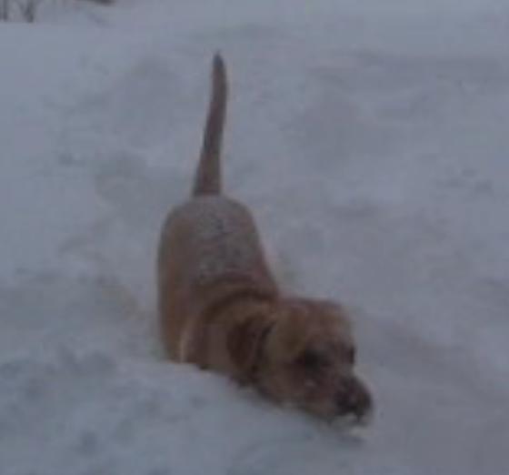 Nothing Can Stop This Labrador From Playing Fetch, Not Even Deep Snow!