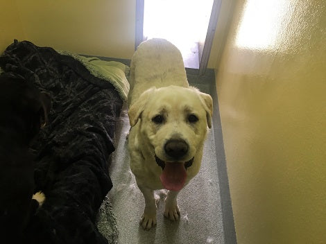 Animal Sanctuary Is Looking For Forever Homes For Pups Rescued From Puppy Mills