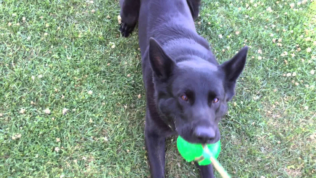 Larry The German Shepherd Wanted To Play Fetch, Then He Decided It Was Better to Rest!