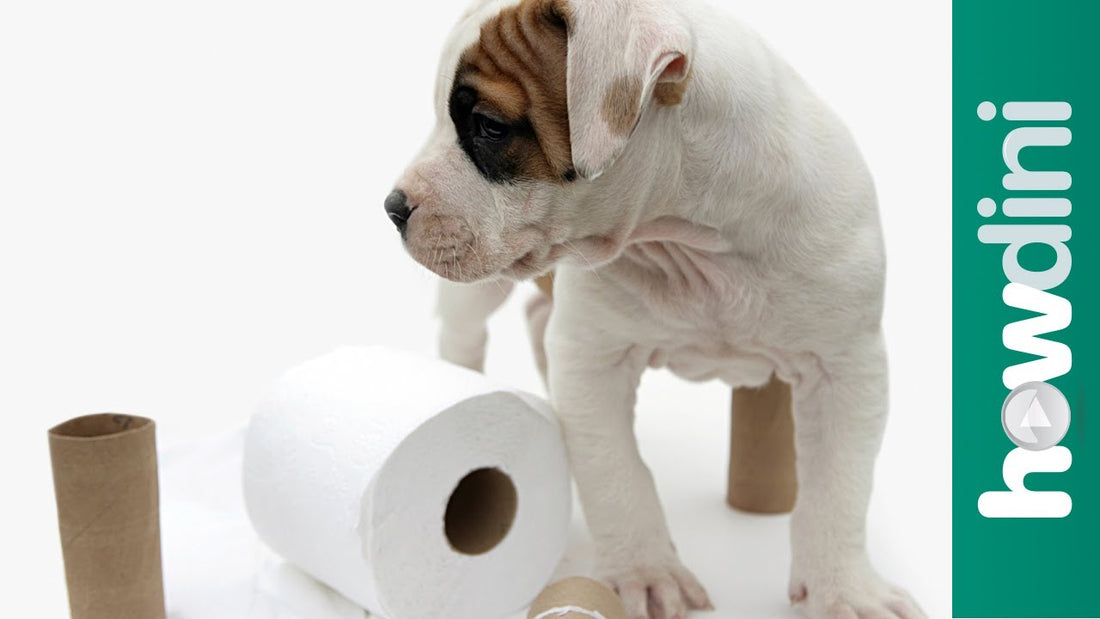 Learn How To Potty Train Your Puppy In 3 Minutes!