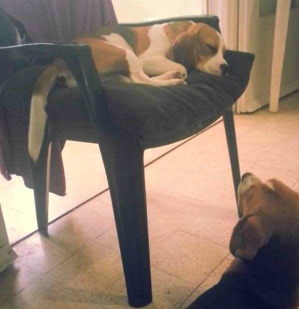 Lexi The Beagle Is Wagging Her Tail In Her Dreams, But Kira Gets Confused! #WhatAmIMissing?!