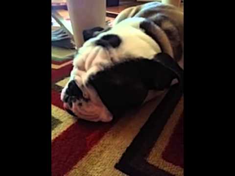 Lexi The English Bulldog Was So Tired That She Can't Resist Snoring!