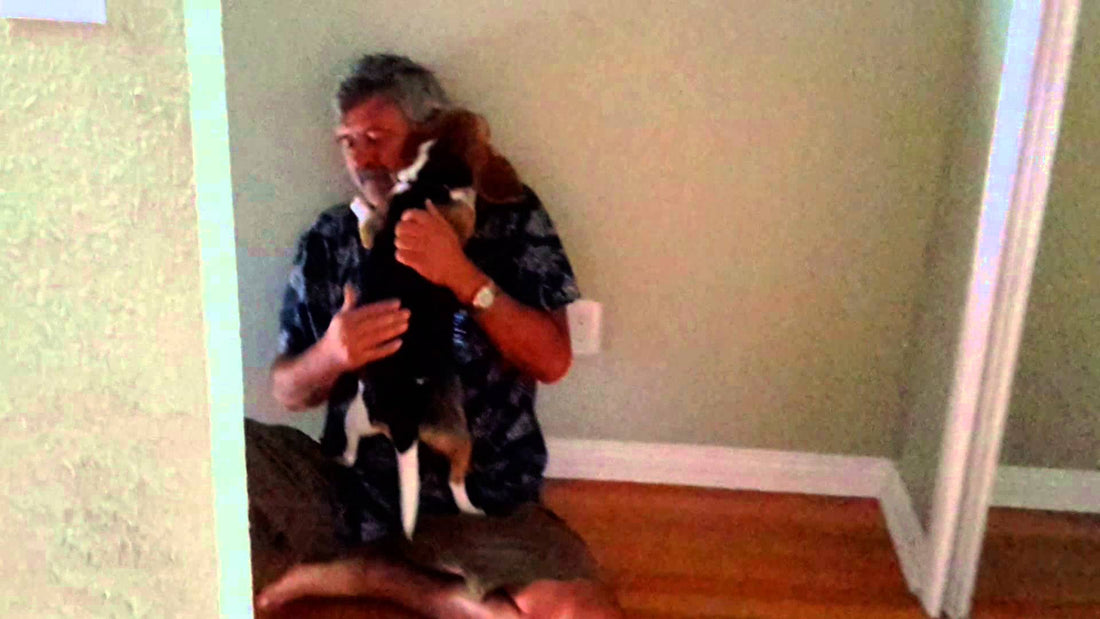 Lisa The Beagle Acts Like This When Her Human Returns Home! So Adorable!!