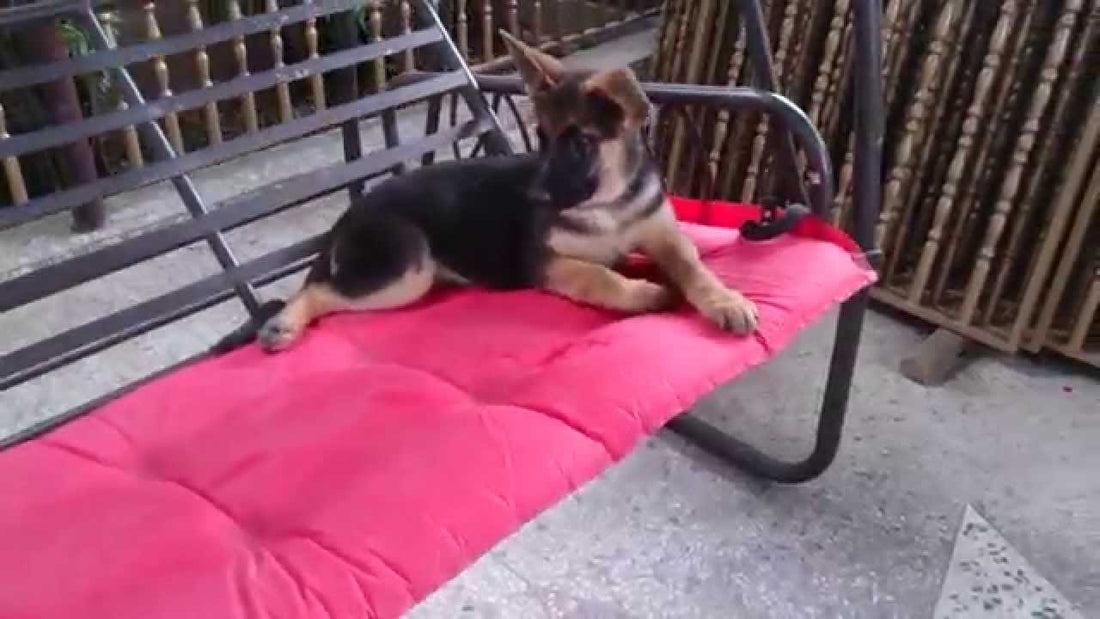 Lisa The German Shepherd Decides To Sit On The Swing! #LetTheSwingingBegin!