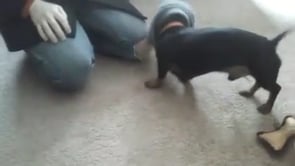 Loki the Dachshund Plays With His Daddy's Hat!