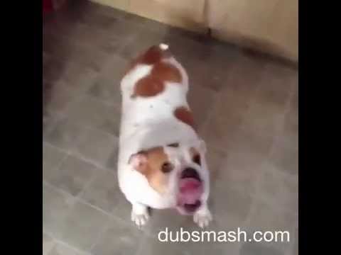 [LOL Alert] This English Bulldog Will Definitely Make Beyonce Jealous!