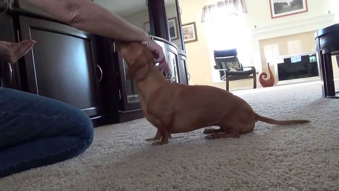 LOL! This Little Dachshund Had Me Laughing! Watch What He Does When His Human Says 'BANG'!