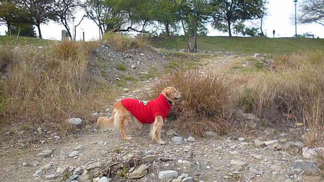 Lola The Adorable Golden Retriever Goes On An Amazing Vacation!