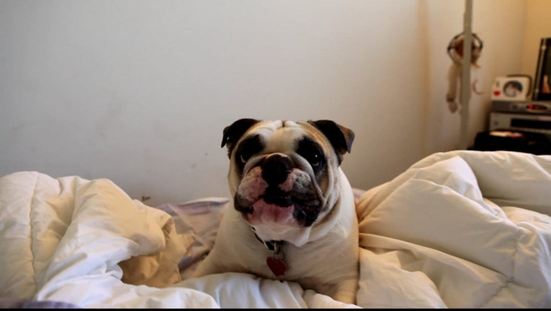 Lola The English Bulldog Is In An Awesome Mood Today! #CuterByTheDay!