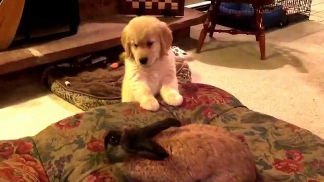 Lola The Golden Retriever Meets Bunny! No One Expected It To Turn Out Like This!