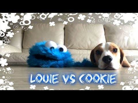 Louie The Beagle And The Cookie Monster - Who Wins?! Check This Out!