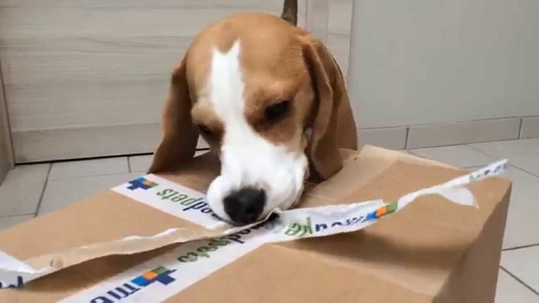 Louie The Beagle Gets An Awesome Present!