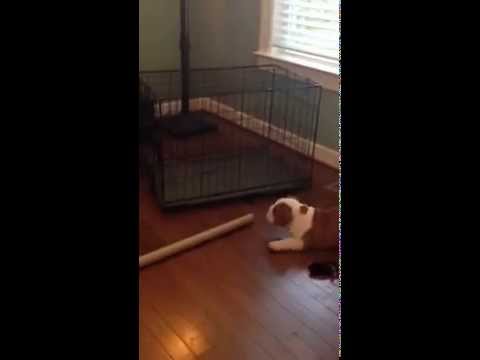 Louie The English Bulldog Barks For The First Time Thanks To This Cardboard Roll!