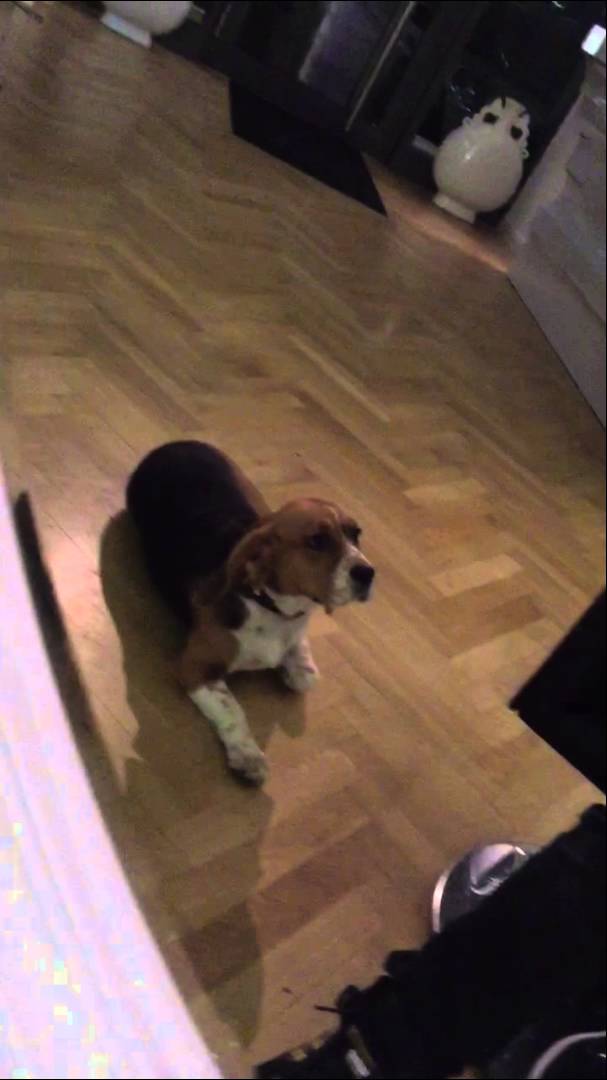 Love The Beagle Shows Off Her Natural Beauty And Cuteness! #SimplyAdorable!