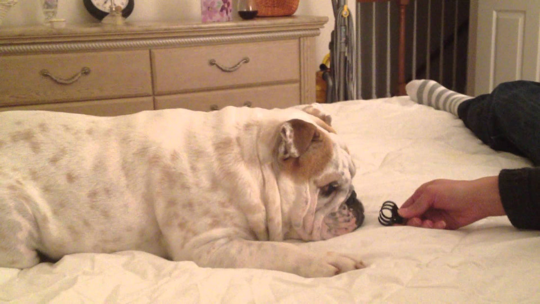 Lucy The English Bulldog Gets Intimidated By...A Small Hair Clip?! This Is Hilarious!