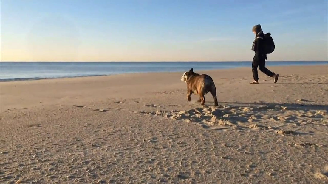 Lucy The English Bulldog Loves The Beach, But Is Afraid Of The Waves!