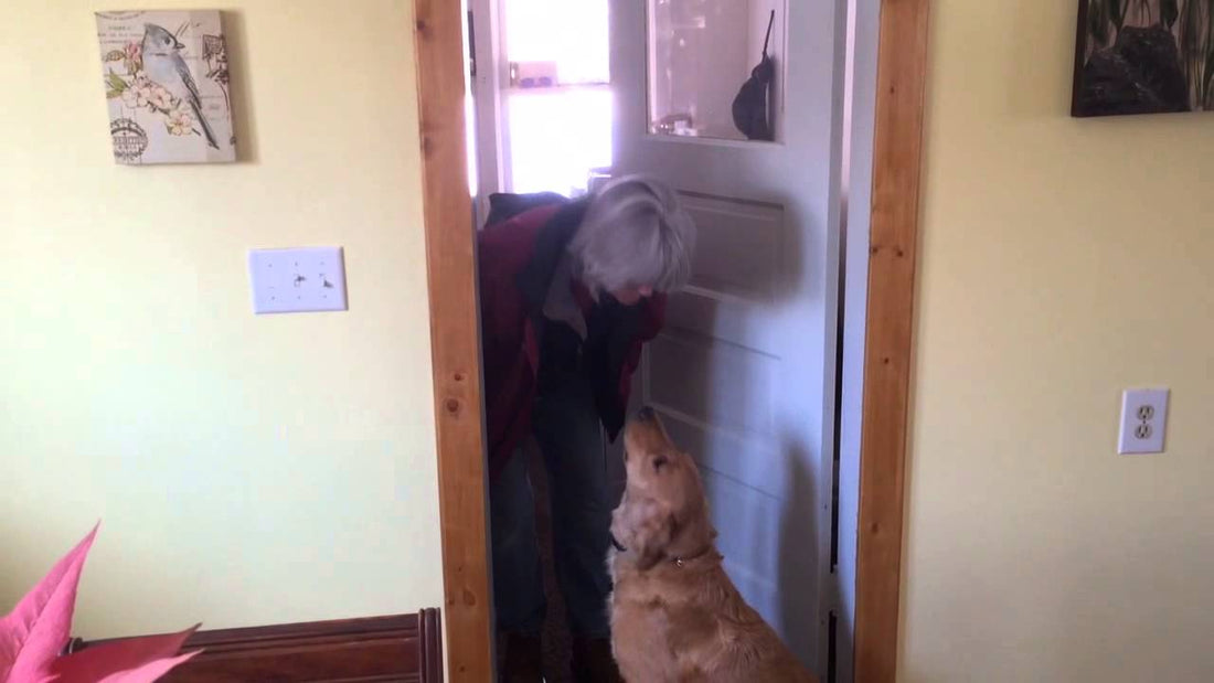 Lucy The Golden Retriever Says No To Kisses?!