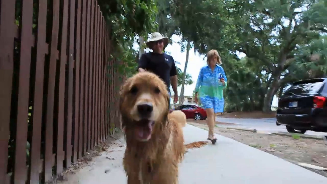 Lucy The Golden Retriever Shakes Off The Water In Epic Style!