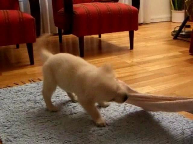 Luna Maria The 2 Month Old Golden Retriever Learns To Play! #SoAdorable!