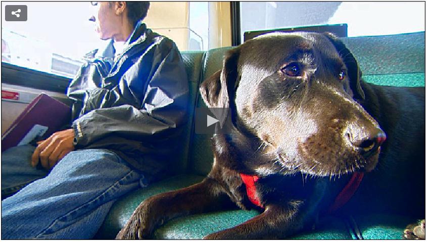 Imagine if Your Labrador Could Just Get On a Train and Simply Walks Itself All Alone?