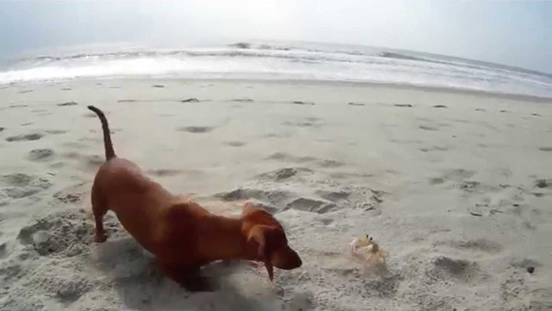 Madeline, A Dachshund, Made A New Friend! You Just Have To Watch Their Interaction!