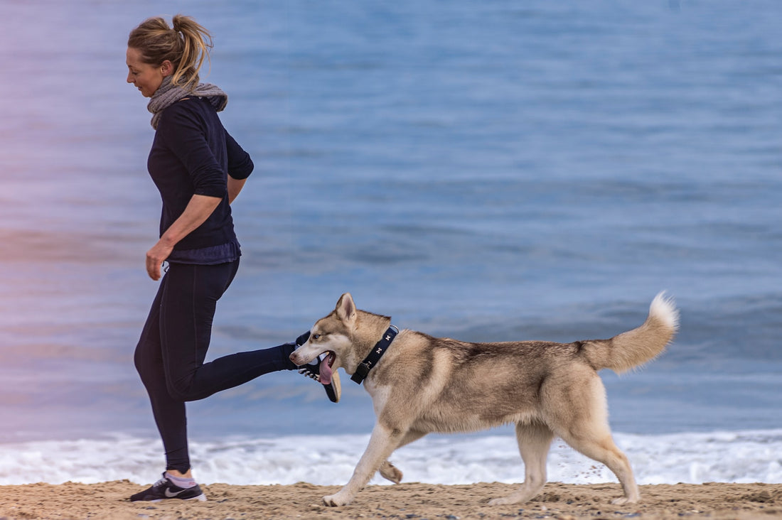 3 Exercises That Stimulate Your Dog's Mental Muscles