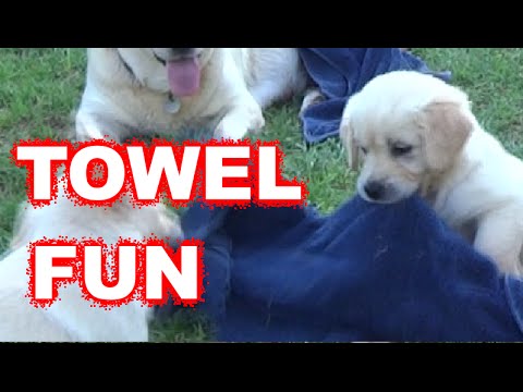 Mama Labrador Watches As Her Cute Puppies Destroy The Blue Towel! #CutenessOverload