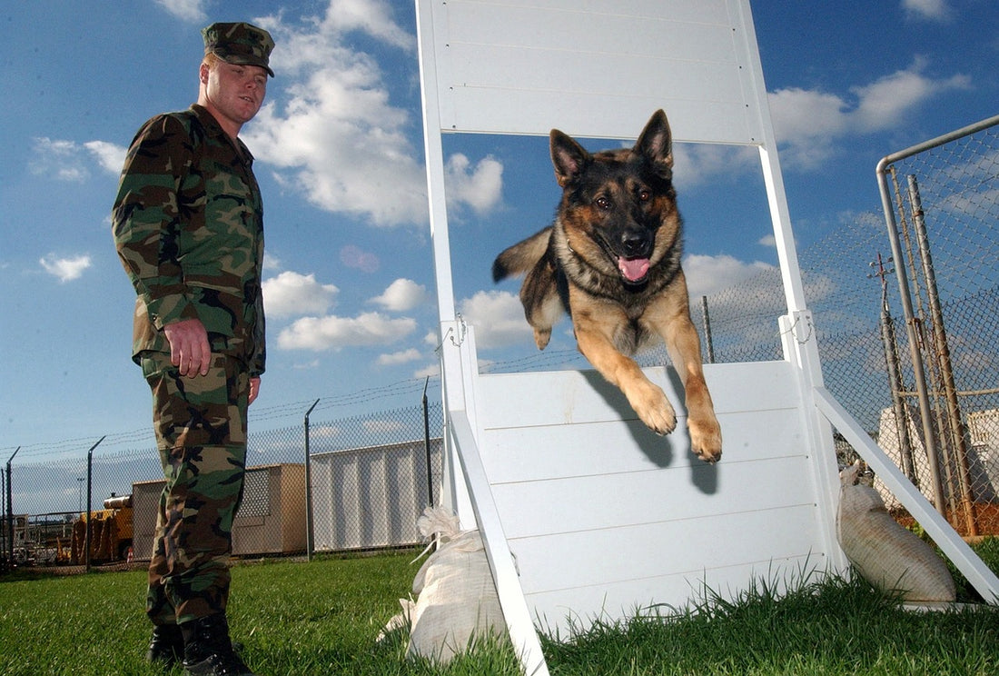 Hero Dog Busts Largest Ever Drug Trade Worth A Whopping $2.26 Billion