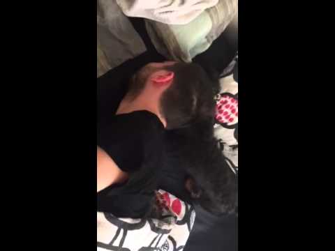 Meanwhile This Adorable Dachshund Wakes His Person Up In The Morning!