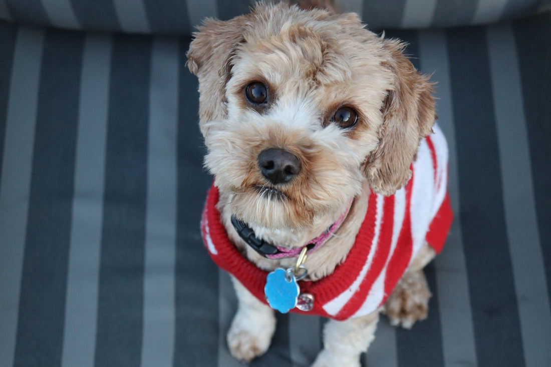 How To Know Whether You Have Cute Aggression