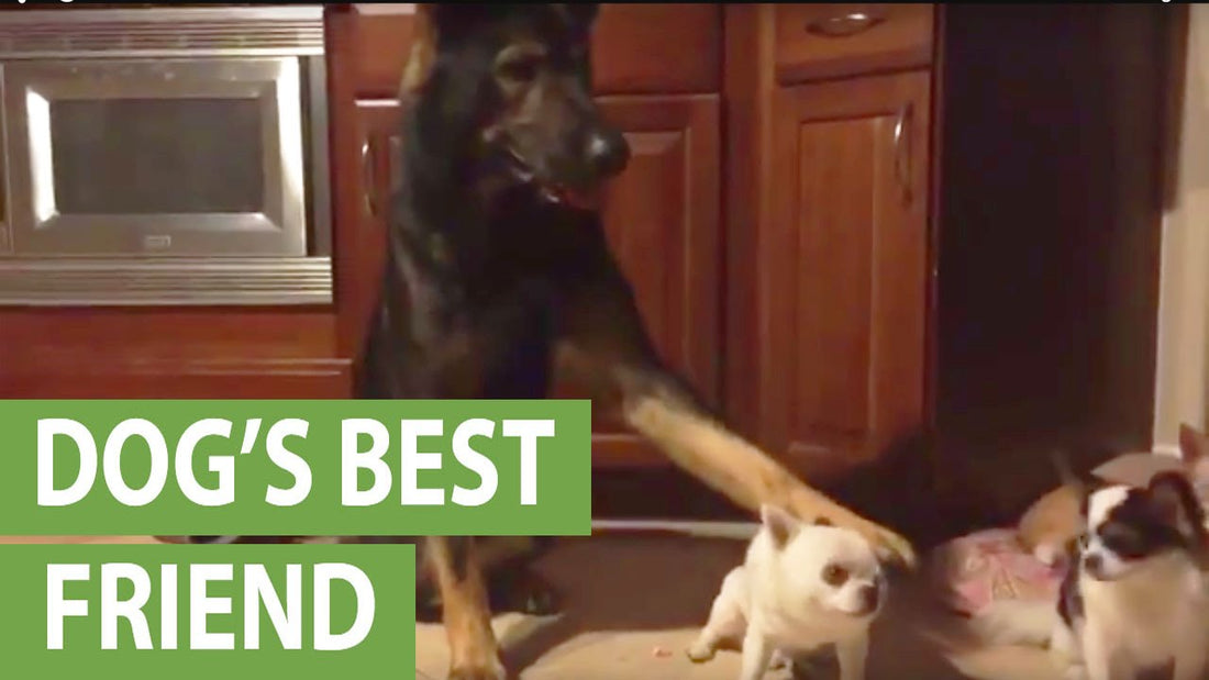 Mighty German Shepherd Points Out His Best Friend!