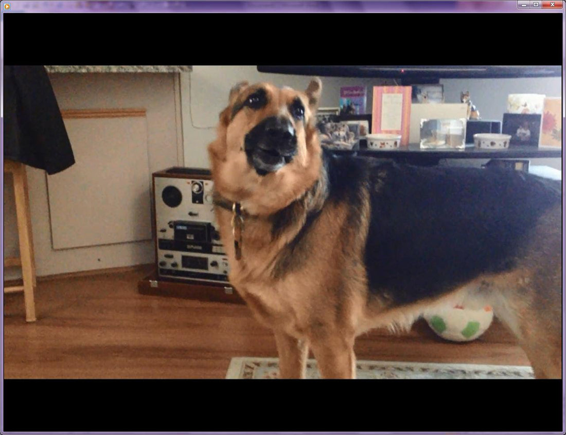 Mighty German Shepherd Sings Nursery Rhymes With His Family!