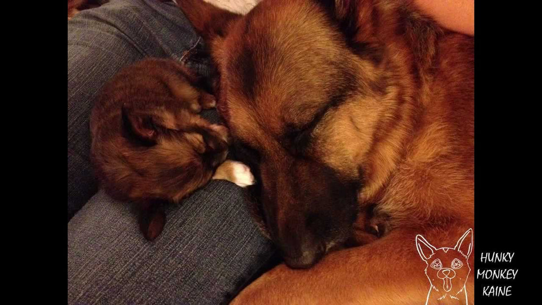 Mighty German Shepherd Teaches Tiny Lucky How To Play Tag! #HappyBoost!