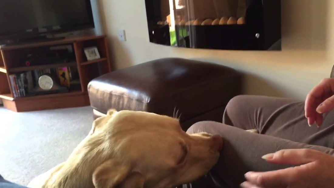 Mighty Labrador Plays Hard And Then Burps To Signify He's Done Playing!