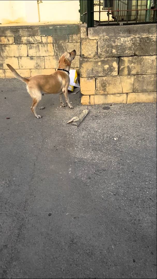 Mighty Labrador Tests His Sniffing Talent! Finds Hidden Toy In Just 25 Seconds!