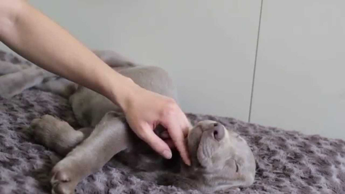 Mila The Labrador Always Enjoys Her Naps Thanks To Her Mommy!