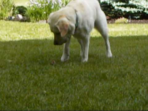 Millie The Labrador Decides To Be A Surrogate Mommy To A Tiny Little Squirrel!